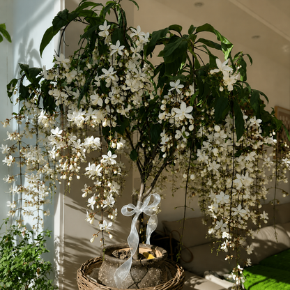 💐 MIDNIGHT PERFUME - WEEPING JASMINE SEEDS 💐🌸 Buy 1 Get 1 Free 🌸