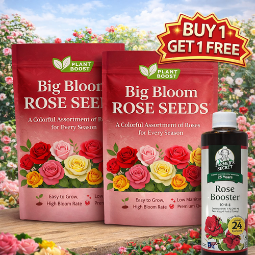 💫🌸BUY 1 GET 1 FREE Big Bloom Rose Seeds – Any Place, Any Season With Plant Growth Supplement
