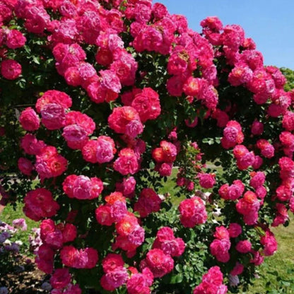💫🌸BUY 1 GET 1 FREE Big Bloom Rose Seeds – Any Place, Any Season With Plant Growth Supplement