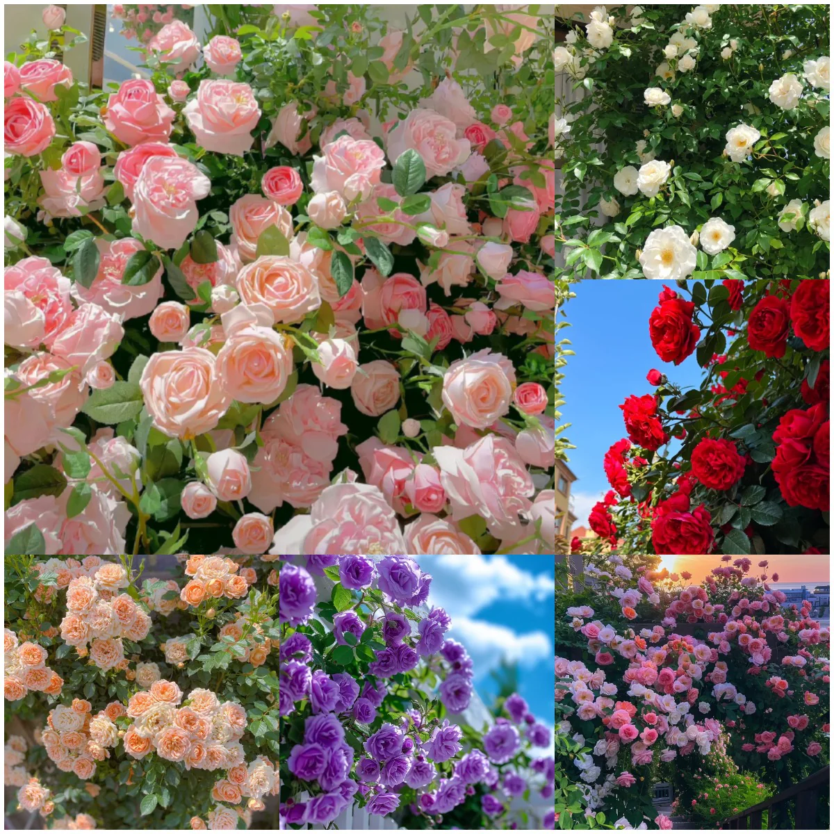 💫🌸BUY 1 GET 1 FREE Big Bloom Rose Seeds – Any Place, Any Season With Plant Growth Supplement