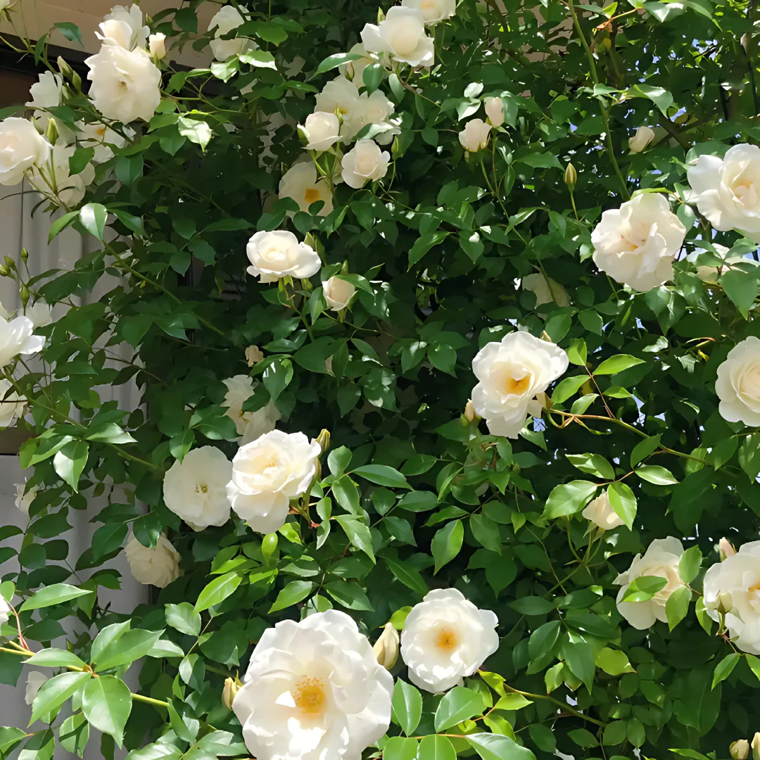 💫🌸BUY 1 GET 1 FREE Big Bloom Rose Seeds – Any Place, Any Season With Plant Growth Supplement